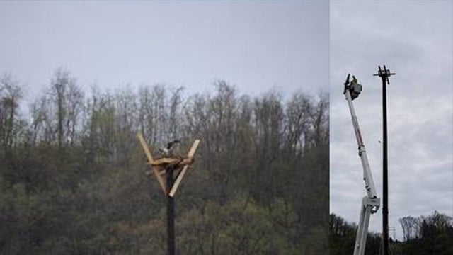 osprey-relocation-duquesne-light.jpg 