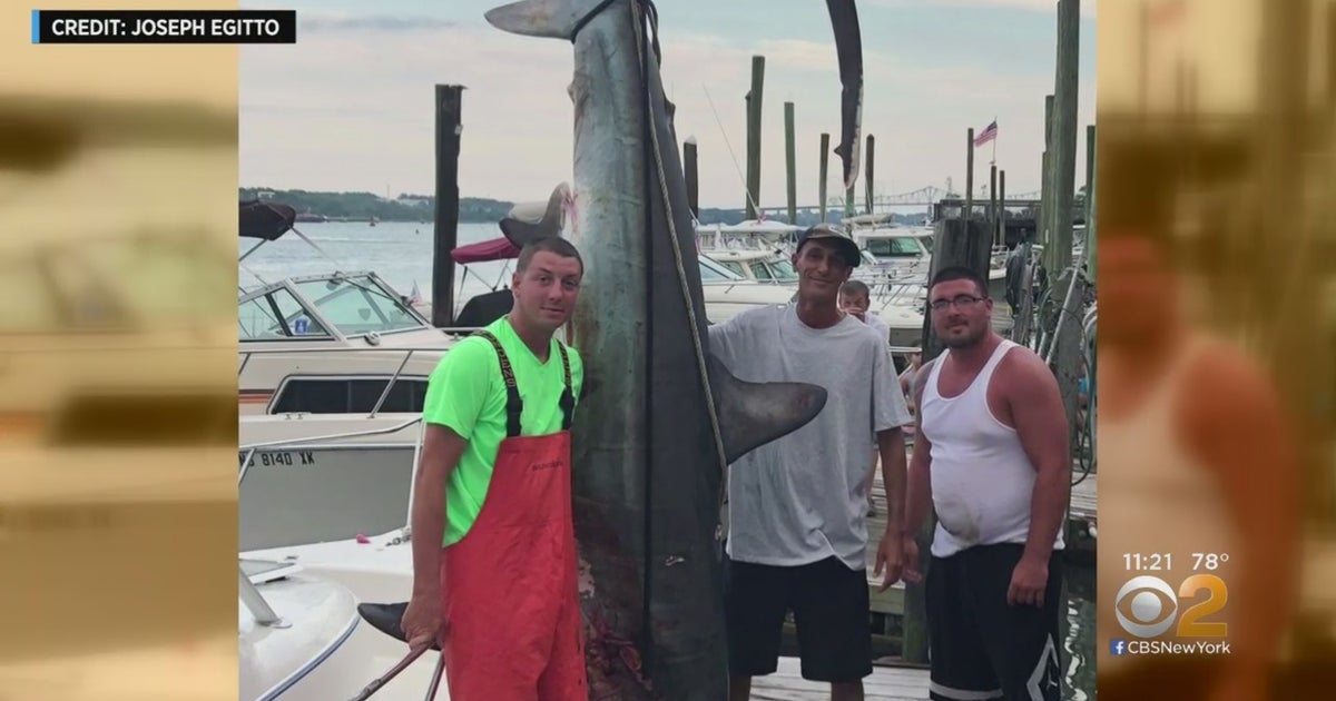 what-a-catch-staten-island-trio-reel-in-500-pound-shark-off-new-jersey