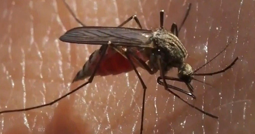 New Hampshire Sees First Case Of MosquitoBorne Jamestown Canyon Virus
