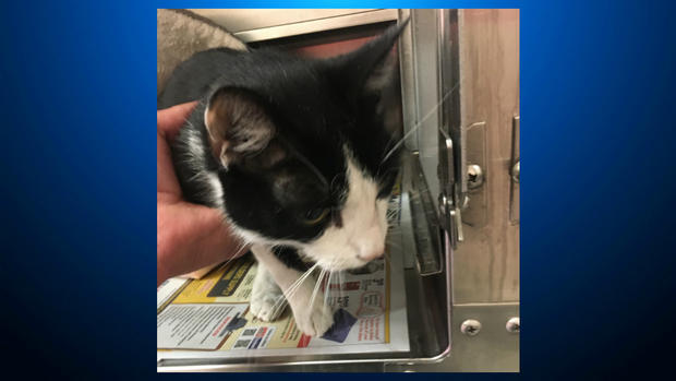 Cat rescued from Bay Bridge 