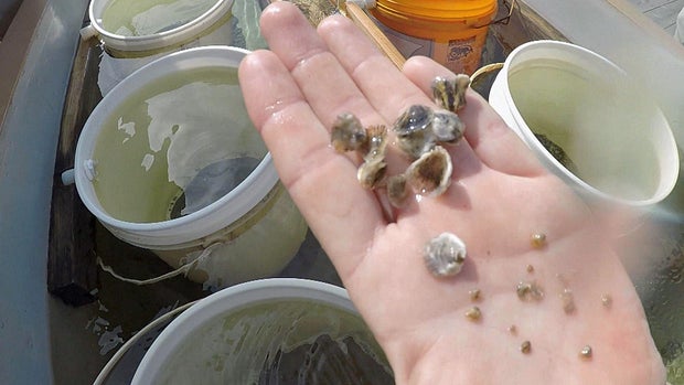 IHHGloucesterOystersB