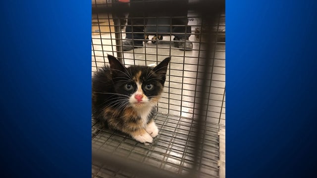 kitten-rescued-busway.jpg 