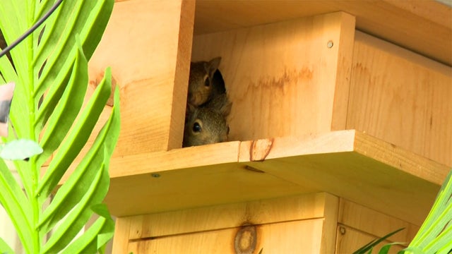 Bartlett_Squirrel_Box_0821.jpg 