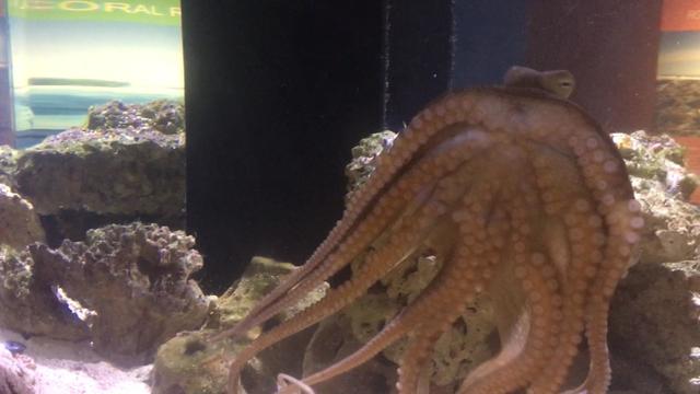 octopus-2.jpg 