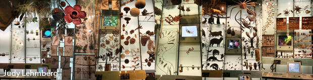 biodiversity-composite-american-museum-of-natural-history-judy-lehmberg-620.jpg 