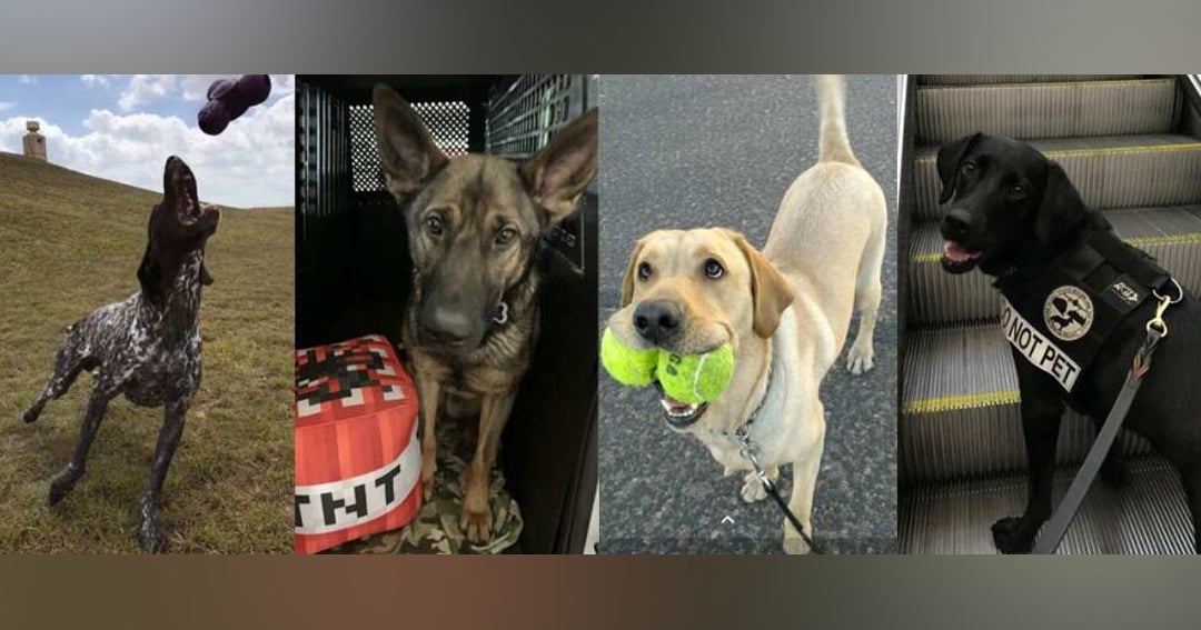 Texas Airport Security Dog A Finalist For TSA's Cutest K9 Contest CBS