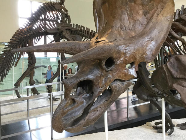 triceratops-at-american-museum-of-natural-history-judy-lehmberg.jpg 