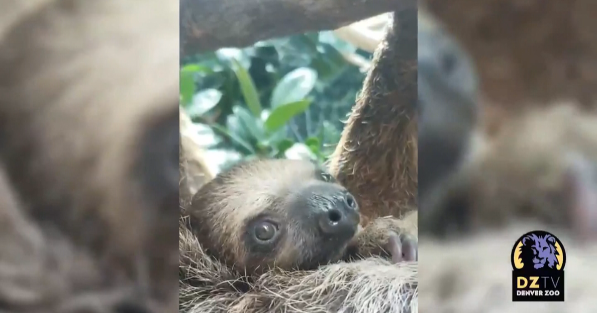 Denver Zoo Shows Off FourMonthOld Baby Sloth CBS Colorado