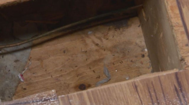 Nasty House 5 (weis) 