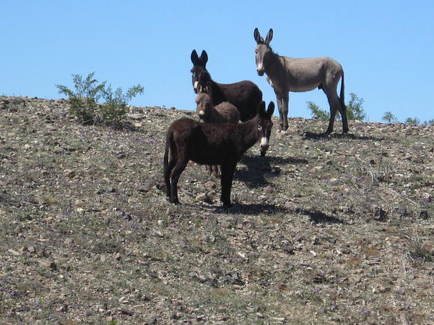 Over 40 Wild Burros Illegally Shot To Death In Mojave Desert 