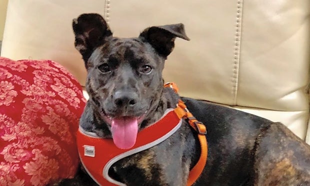 Sasha (Hoodline Do Not Use) 