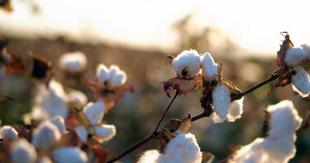 New seeds may help cotton farmers in face of drought, climate change