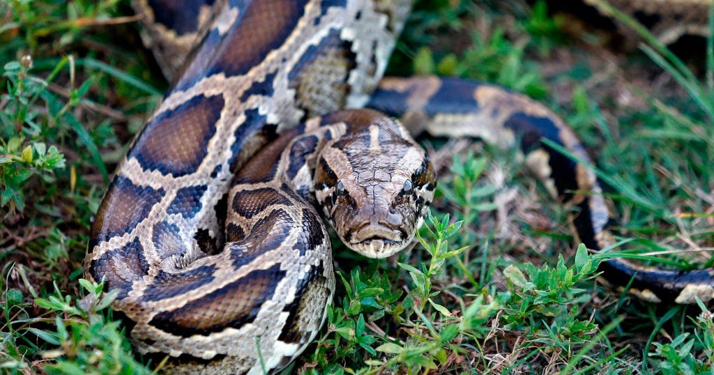 More Money, More Hunters For Florida's Python Elimination Program - CBS ...