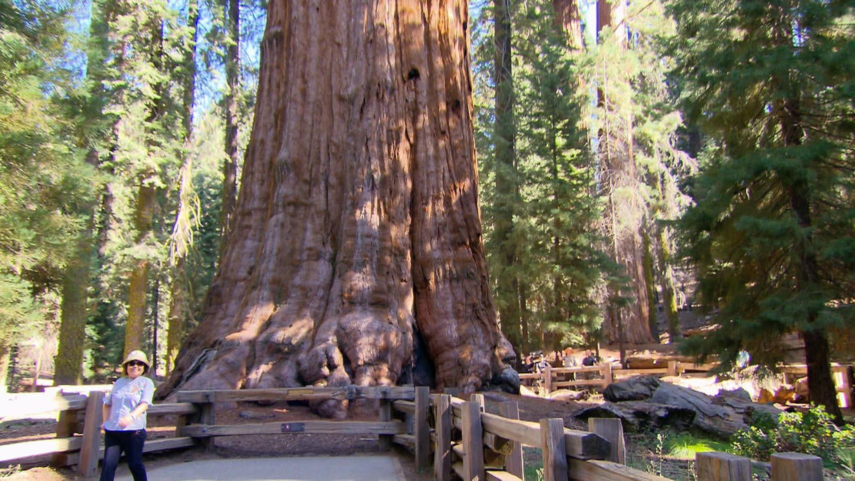 Sequoia National Park, home of the world's largest tree, gets a ...