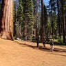 0827-ctm-sequoiapark-vigliotti-1920933-640x360.jpg 