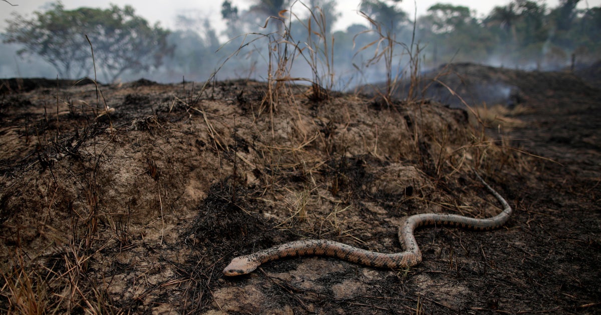 Amazon rainforest wildfires NYC and LA officials urge boycott of meat