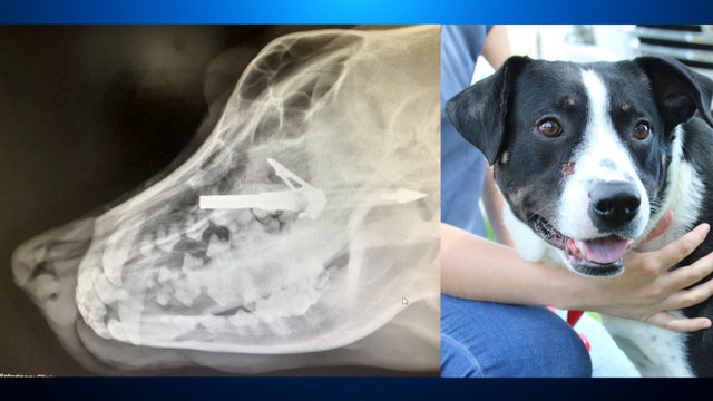 dog-with-arrow-lodged-in-skull.jpg 