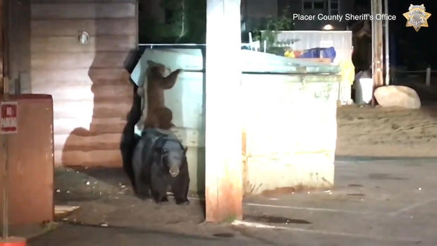 The trapped bear cub's family was pacing around the dumpster. (Credit: Placer County Sheriff's Office) 