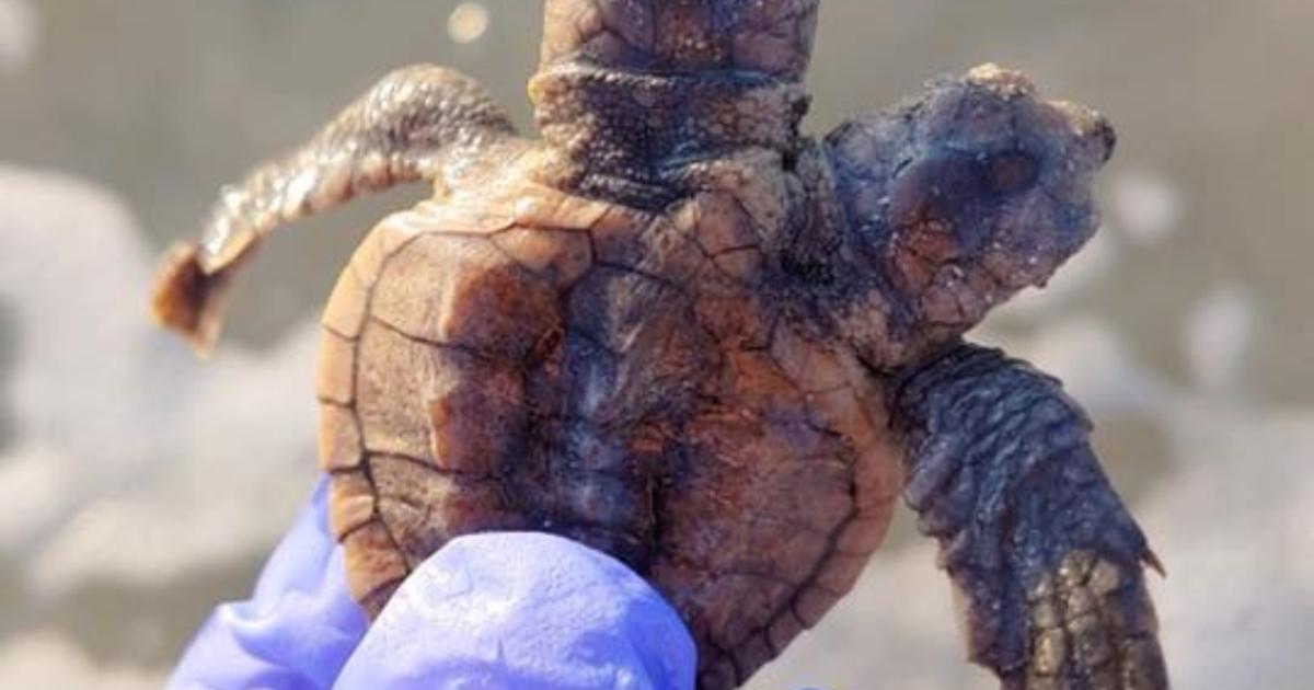 Two-Headed Sea Turtle Hatchling Found On Beach - CBS Pittsburgh