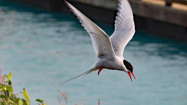 arctic-tern-in-flight-sherri-obrien-promo.jpg 