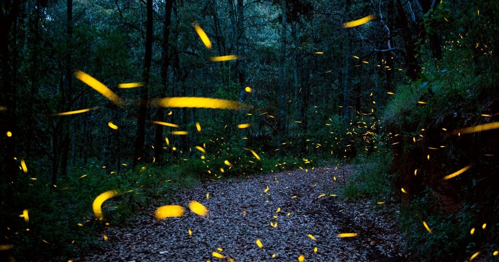 Rare Synchronized Fireflies Discovered On North Carolina Mountain CBS Boston