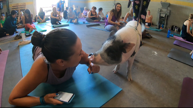 RESCUE-PIG-YOGA-5PKG.transfer_frame_1460.png 