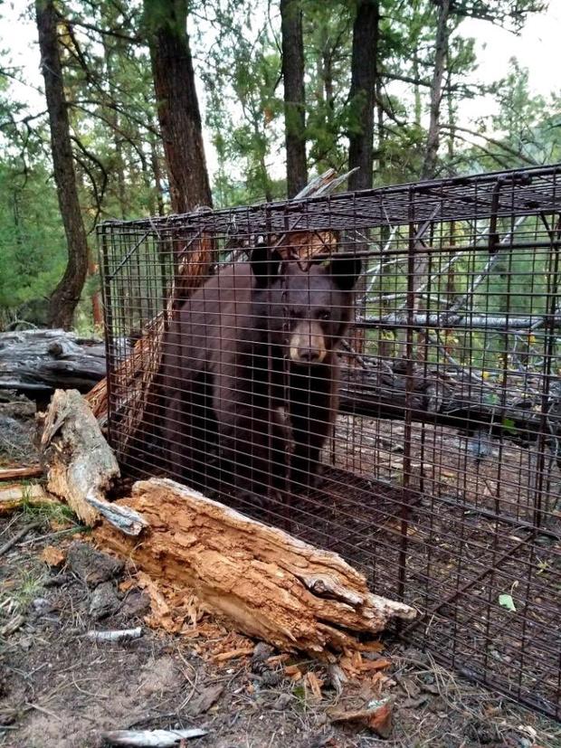 Pine Bear Attack 1 (CPW NE Region tweet) 