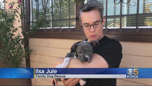 pitbull-rescued.jpg 
