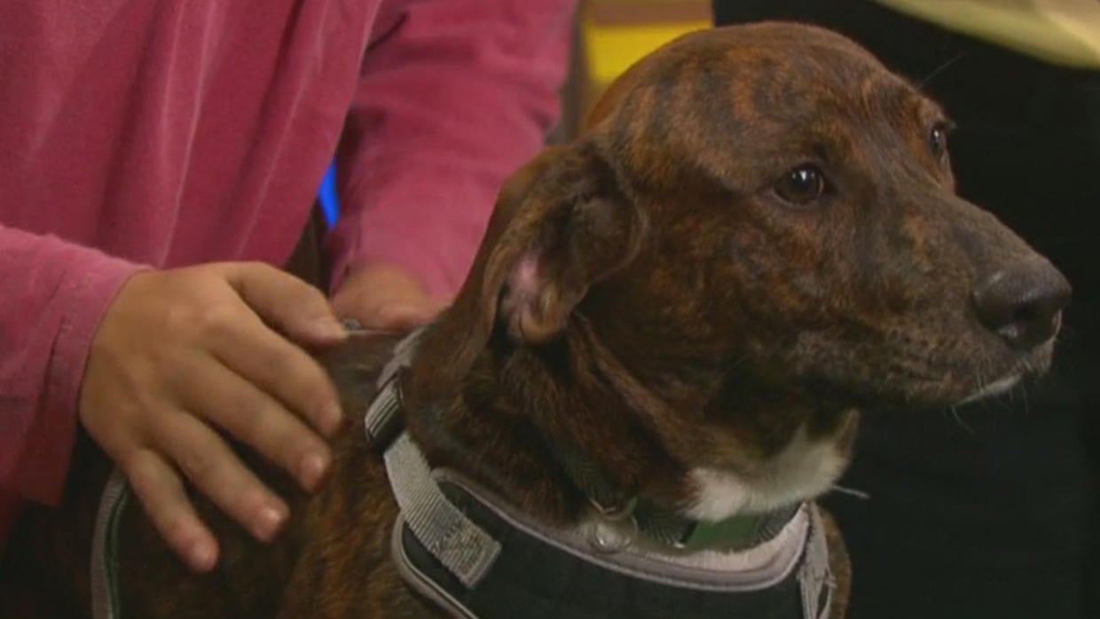 Pet Parade: Bonnie And Clyde From Save A Dog Sudbury - CBS Boston