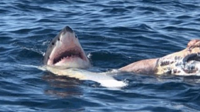 shark.jpg 