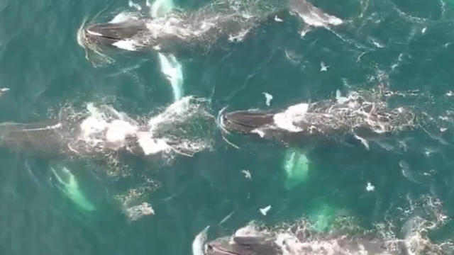 drone-whale-nantucket.jpg 