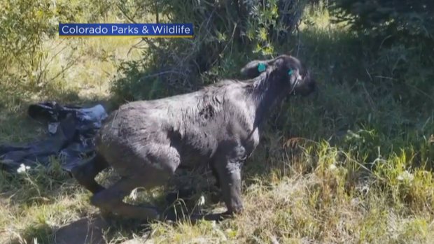 rollinsville MOOSE RESCUE 5VO.transfer_frame_640 