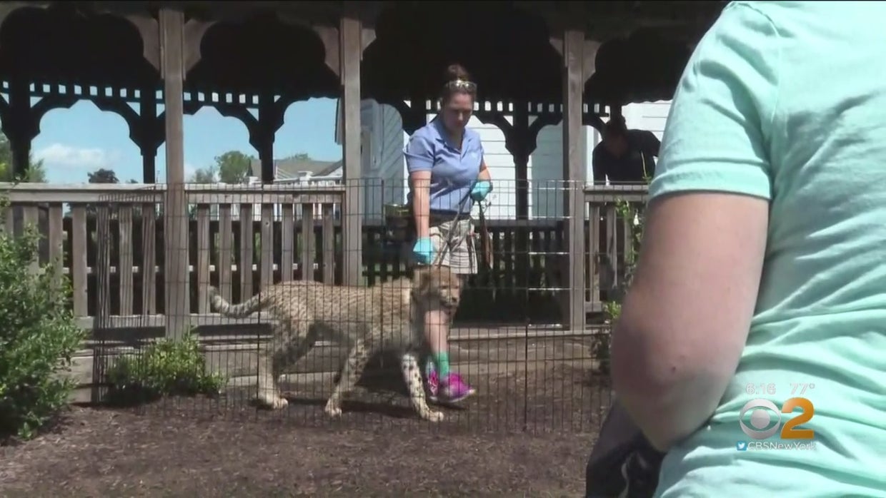 Essex County Residents Fighting Further Turtle Back Zoo Expansion CBS