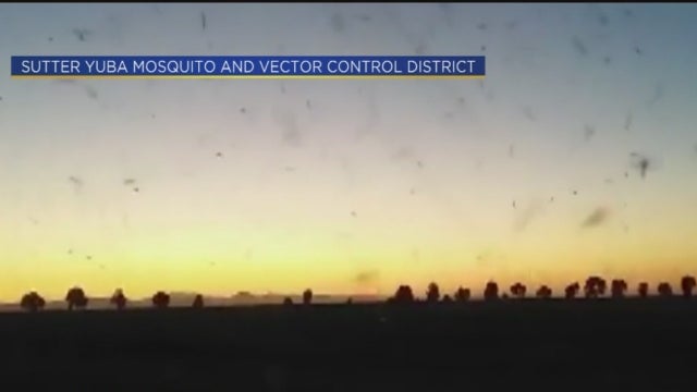 MOSQUITOS.jpg 