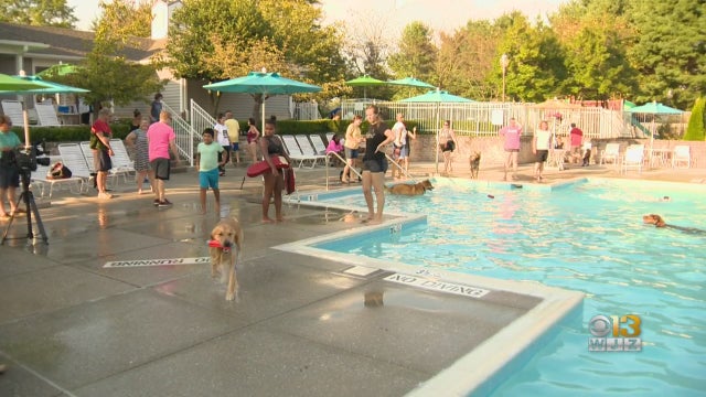 Doggie-Paddle-Event.jpg 