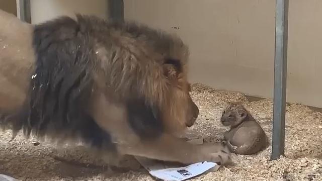 lion-cub-meets-dad.jpg 