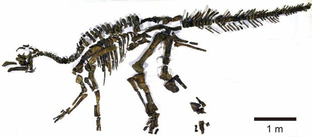 fig3-fossilized-skeleton-1024x452.jpg 