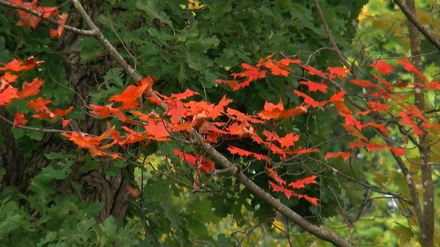 Early-Fall-Colors.jpg 