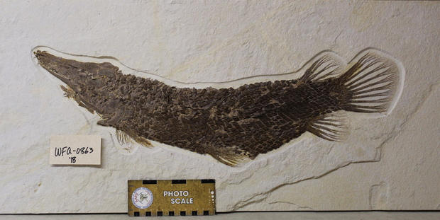 Stolen Trailer Fossils 5 (garfish, from Christine Lindgren) 