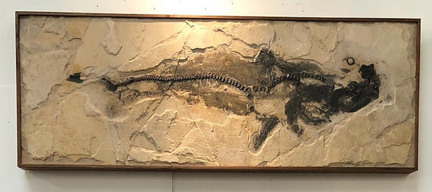 Stolen Trailer Fossils 1 (shark, from Christine Lindgren) 