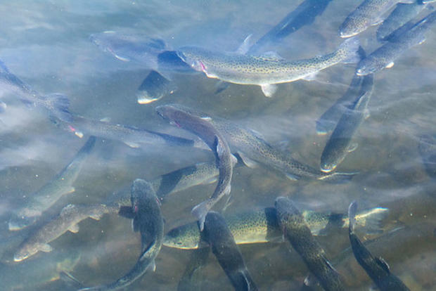 Trout Stocking 