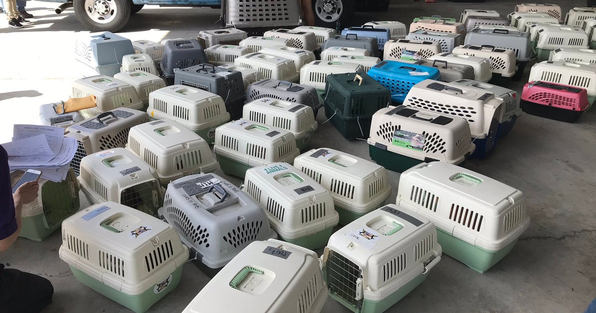 Dozens Of Dogs, Cats Rescued From The Bahamas - CBS Miami