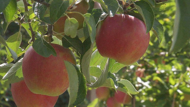 apple.jpg 