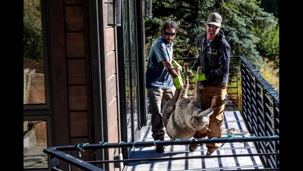 Sheep Rescued After 3 Days Of Staring At Its Reflection On Balcony ...
