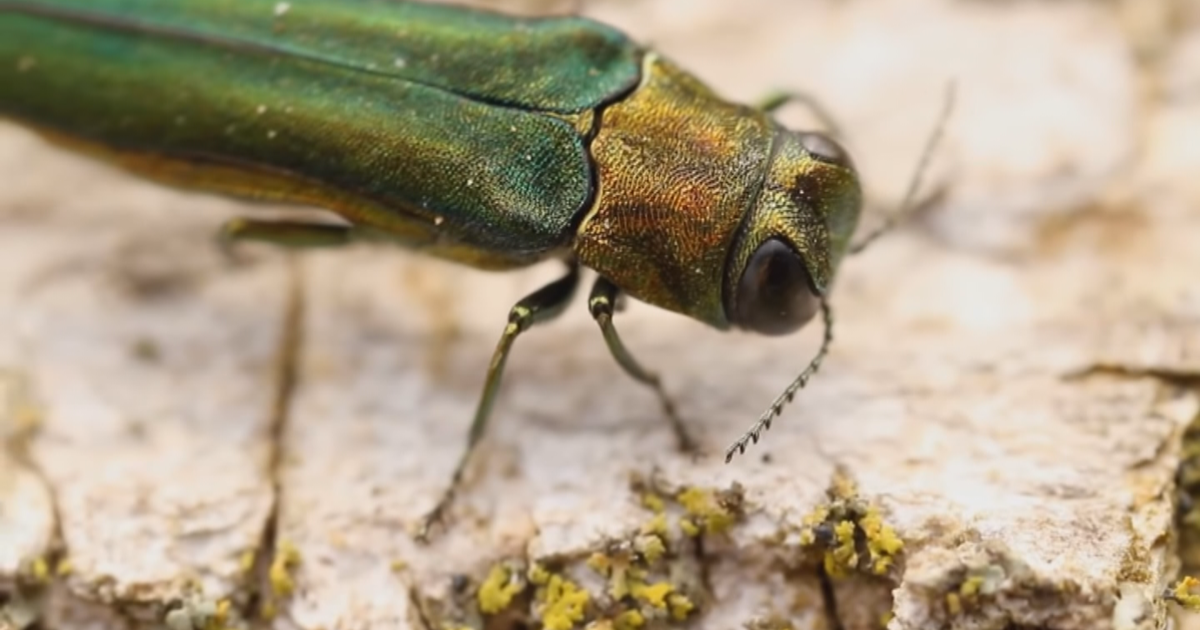 Invasive Emerald Ash Borer Detected In Thornton - CBS Colorado