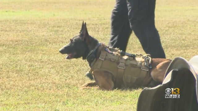 Secret-Service-K9-Force.jpg 