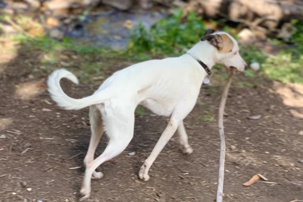 oscar greyhound injured gofundme 