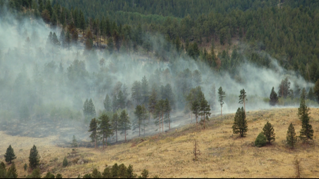 BAILEY-GRASS-FIRE-10-PKG.transfer_frame_440.png 