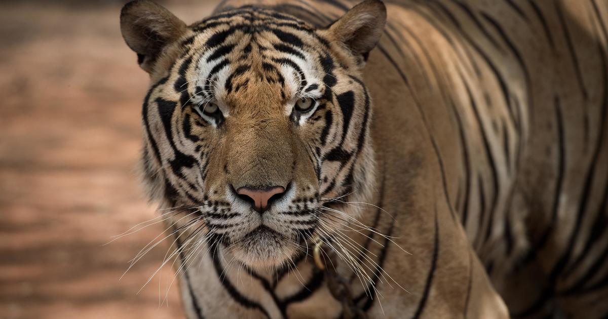 Months After Raid on Infamous Tiger Temple, Plans for Offshoot Zoo Forge  Ahead