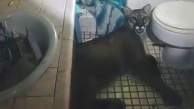 mountain-lion-in-home-e1568670603117.jpg 
